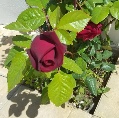 Bella Vista * 特罗佩阿